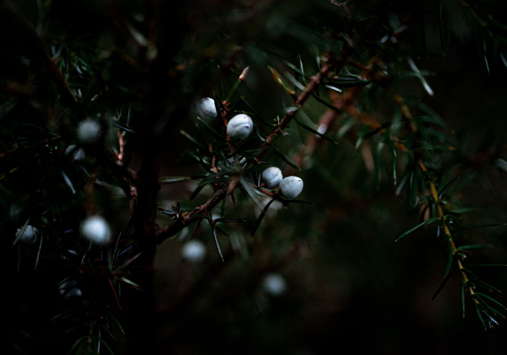 WN Blog 031 – Juniper Switch Managed via Mist Dash – Basics & Additional CLI (L3, DHCP, DNS, Static)